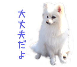 Real DOG White Pomeranian sticker #14245952