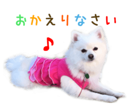 Real DOG White Pomeranian sticker #14245953