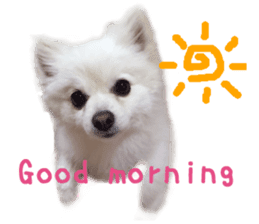 Real DOG White Pomeranian sticker #14245954