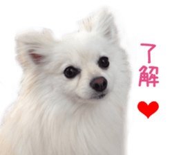 Real DOG White Pomeranian sticker #14245955