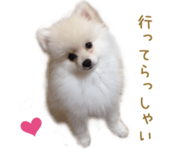 Real DOG White Pomeranian sticker #14245956