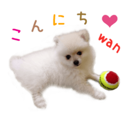 Real DOG White Pomeranian sticker #14245957
