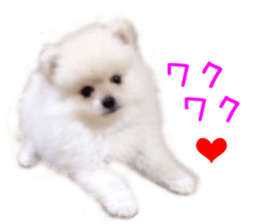 Real DOG White Pomeranian sticker #14245958