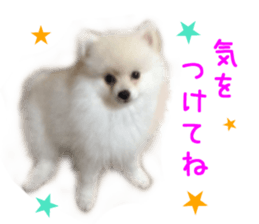 Real DOG White Pomeranian sticker #14245959