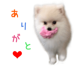 Real DOG White Pomeranian sticker #14245960