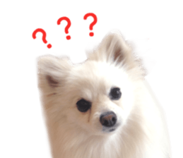 Real DOG White Pomeranian sticker #14245961