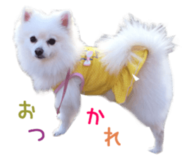 Real DOG White Pomeranian sticker #14245962