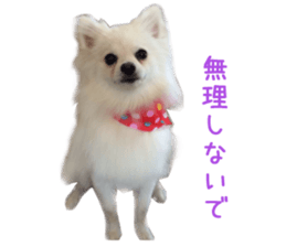 Real DOG White Pomeranian sticker #14245963