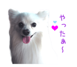 Real DOG White Pomeranian sticker #14245964