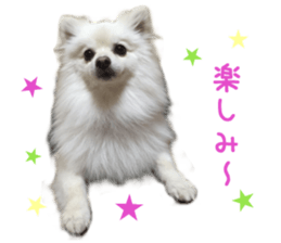 Real DOG White Pomeranian sticker #14245965