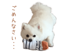 Real DOG White Pomeranian sticker #14245966