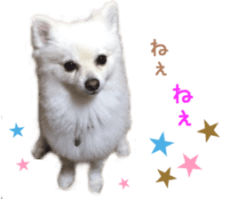 Real DOG White Pomeranian sticker #14245967