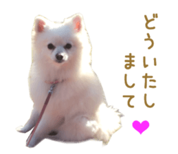 Real DOG White Pomeranian sticker #14245968