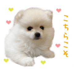 Real DOG White Pomeranian sticker #14245969