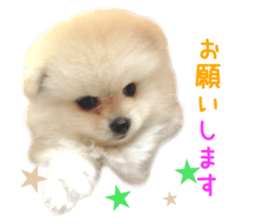 Real DOG White Pomeranian sticker #14245970