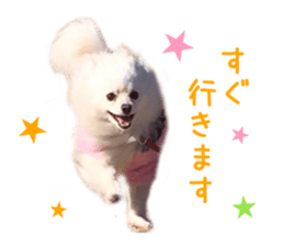 Real DOG White Pomeranian sticker #14245971