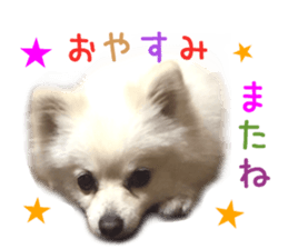 Real DOG White Pomeranian sticker #14245972