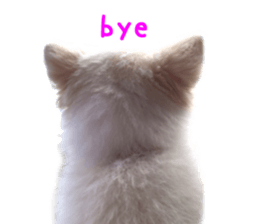 Real DOG White Pomeranian sticker #14245973