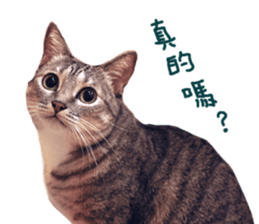 Happy Cat Friends sticker #14246263