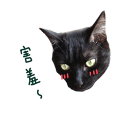 Happy Cat Friends sticker #14246264