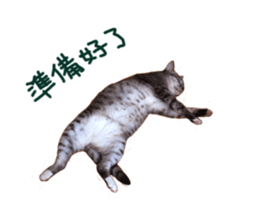 Happy Cat Friends sticker #14246265
