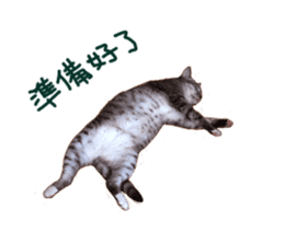 Happy Cat Friends sticker #14246265