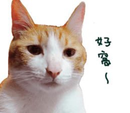 Happy Cat Friends sticker #14246267