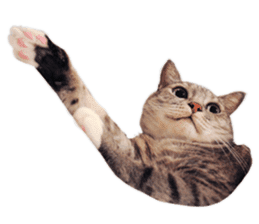 Happy Cat Friends sticker #14246268
