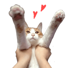 Happy Cat Friends sticker #14246273
