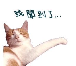 Happy Cat Friends sticker #14246284