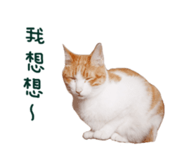Happy Cat Friends sticker #14246286