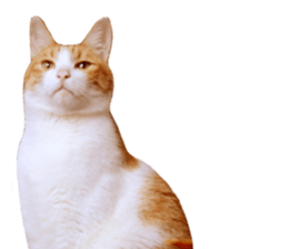 Happy Cat Friends sticker #14246288