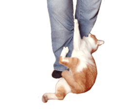 Happy Cat Friends sticker #14246289