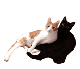 Happy Cat Friends sticker #14246293