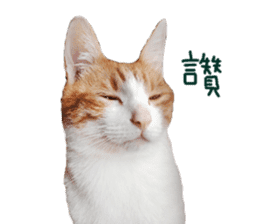 Happy Cat Friends sticker #14246298