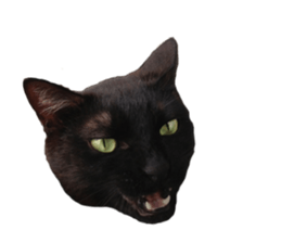 Happy Cat Friends sticker #14246299