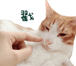 Happy Cat Friends sticker #14246301