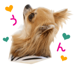Real DOG Chihuahua -ANZU- sticker #14246534