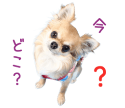Real DOG Chihuahua -ANZU- sticker #14246535