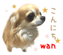 Real DOG Chihuahua -ANZU- sticker #14246536