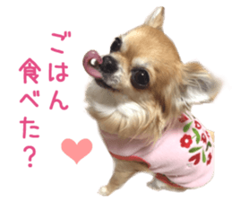 Real DOG Chihuahua -ANZU- sticker #14246537