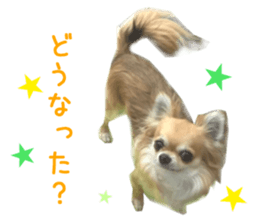 Real DOG Chihuahua -ANZU- sticker #14246539