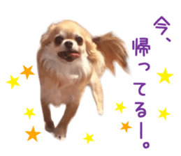 Real DOG Chihuahua -ANZU- sticker #14246541