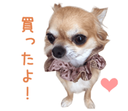 Real DOG Chihuahua -ANZU- sticker #14246542