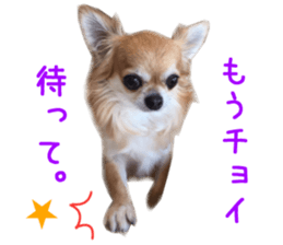 Real DOG Chihuahua -ANZU- sticker #14246543