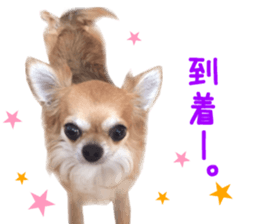 Real DOG Chihuahua -ANZU- sticker #14246544