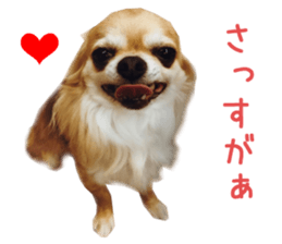 Real DOG Chihuahua -ANZU- sticker #14246545
