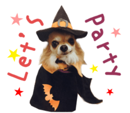 Real DOG Chihuahua -ANZU- sticker #14246546