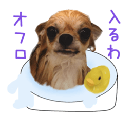 Real DOG Chihuahua -ANZU- sticker #14246547