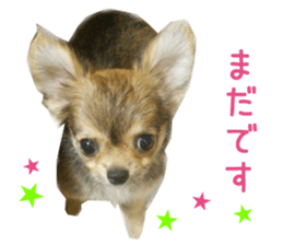 Real DOG Chihuahua -ANZU- sticker #14246549